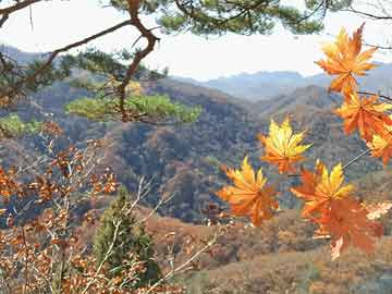 松原市园林管理局领导团队最新概述